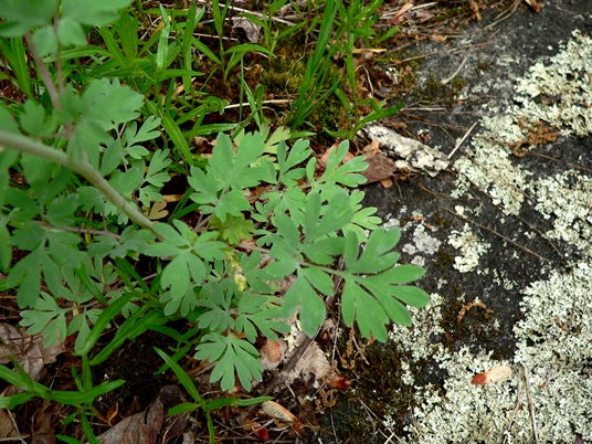 {Capnoides sempervirens}